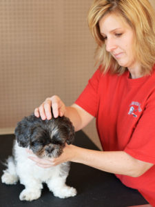 Therapeutic Canine Massage has 10 benefits for your dog